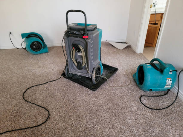 Best Mold removal after water damage  in Tarkio, MO