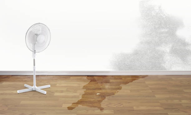 Best Local water damage restoration  in Tarkio, MO