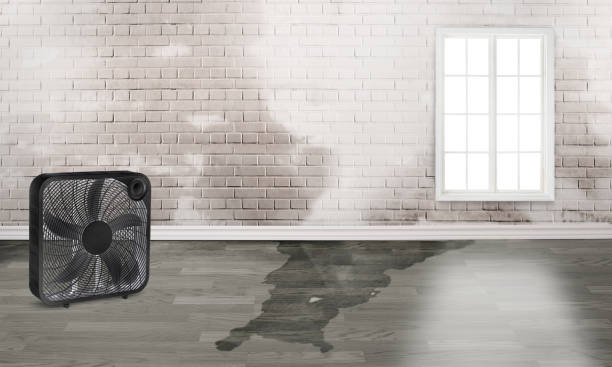 Best Water damage restoration near me  in Tarkio, MO